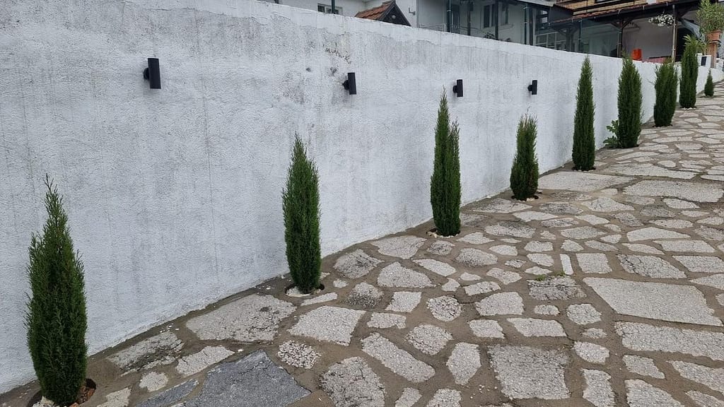 Italijanski čempres posađen uz zid u dvorištu