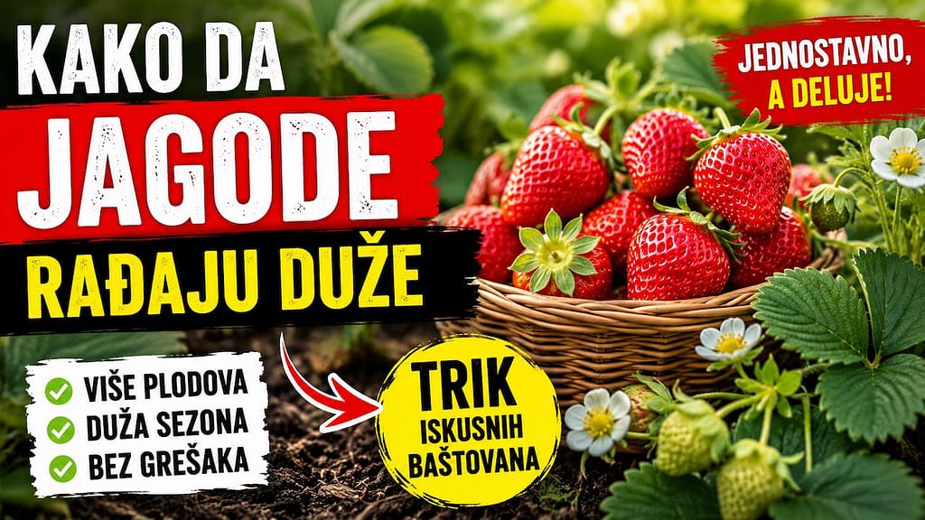 Kako da jagode rađaju duže uz pravilnu negu i zalivanje