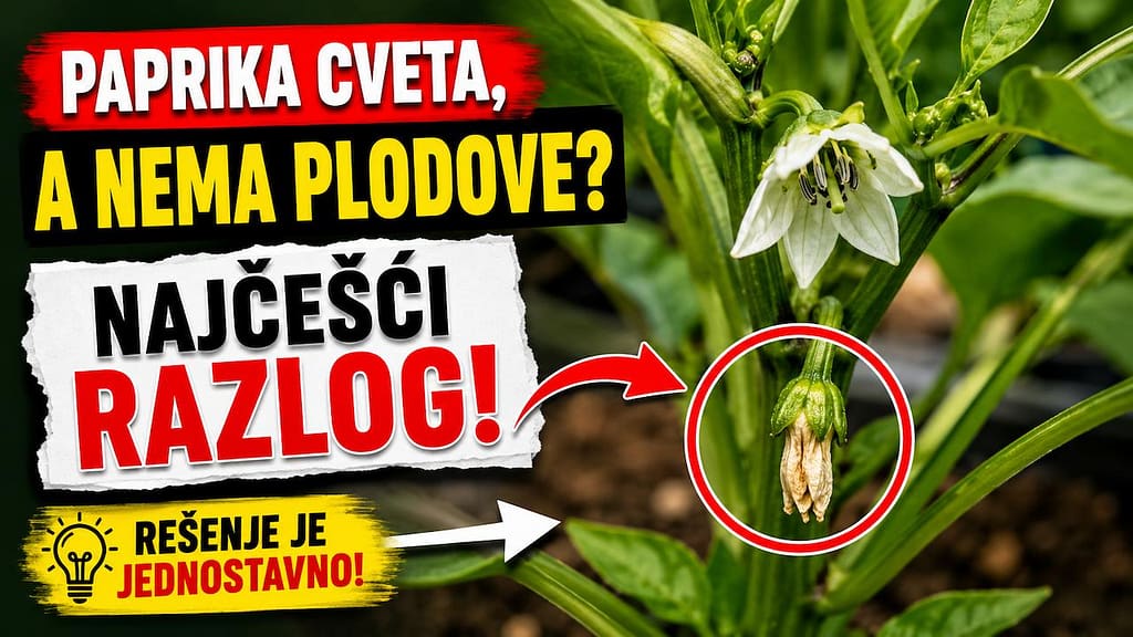 Paprika cveta ali nema plodove zbog toplote i stresa biljke