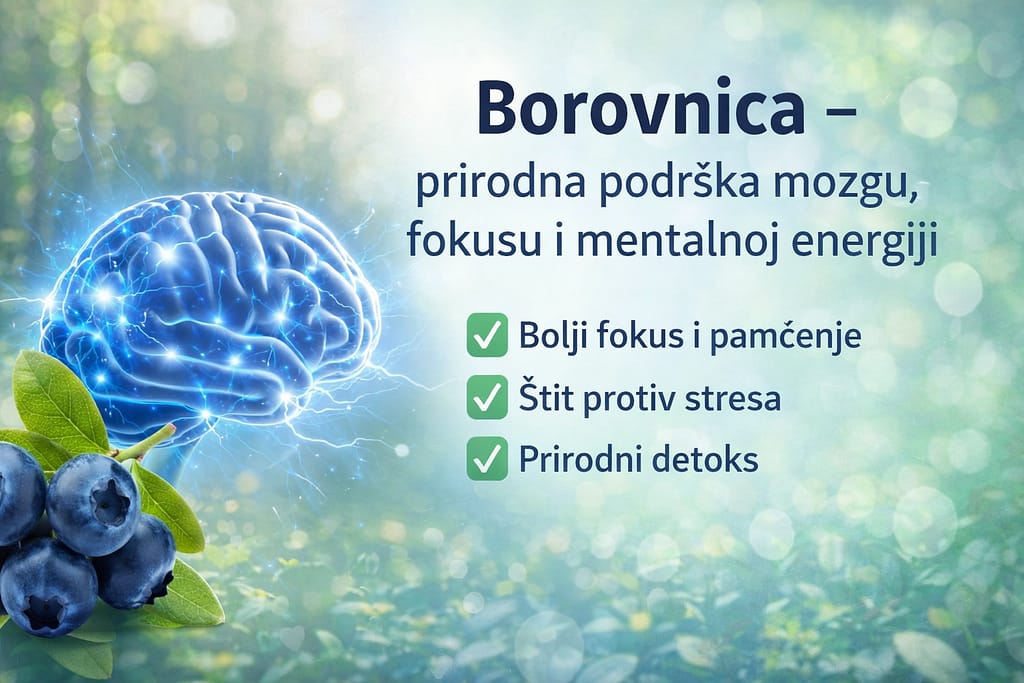 borovnica-prirodna-podrska-mozgu-pametnadomacica